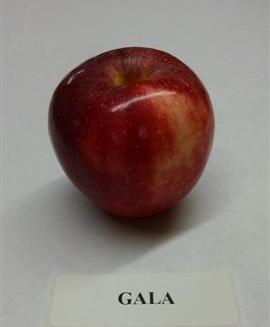 Gala